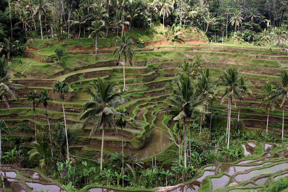 The Sungu Resort&Spa Ubud Exterior foto